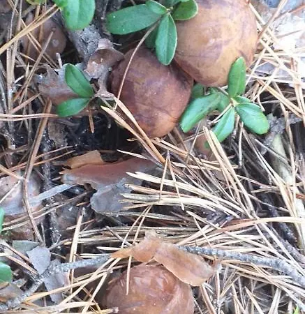 W Boszkowie Alojamento de Turismo Selvagem Boszkowo