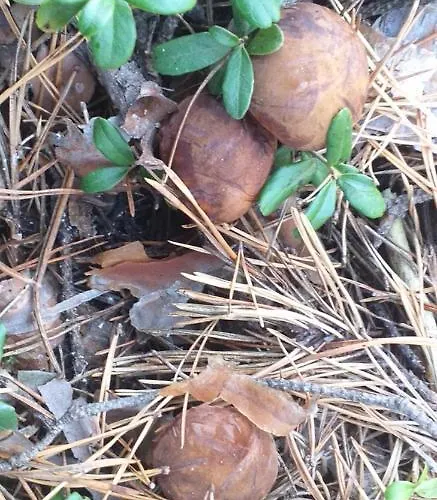 W Boszkowie Деревянный коттедж Бошково